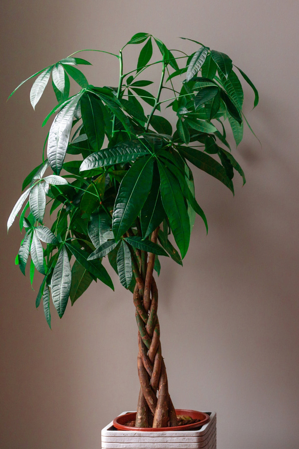 Pachira « Arbre À Monnaie » Xl – Plante D’Intérieur