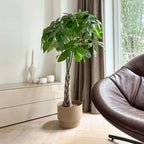 Pachira Aquatica Xl – Plante D'Intérieur