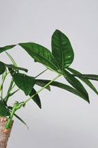 Pachira « Arbre À Monnaie » Xl – Plante D’Intérieur