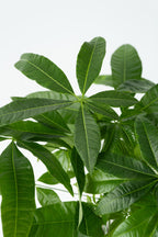 Pachira « Arbre À Monnaie » Xl – Plante D’Intérieur