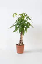 Pachira « Arbre À Monnaie » Xl – Plante D’Intérieur