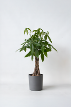 Pachira « Arbre À Monnaie » Xl – Plante D’Intérieur