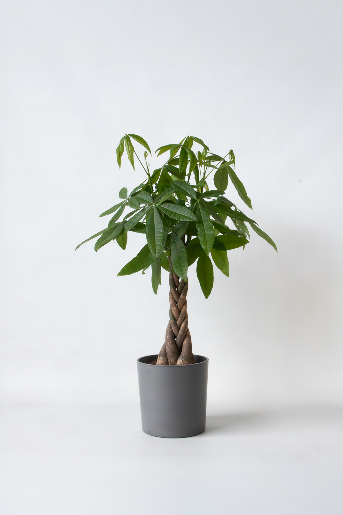 Pachira « Arbre À Monnaie » Xl – Plante D’Intérieur