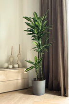 Dracaena Cintho Xxl – Plante D’Intérieur