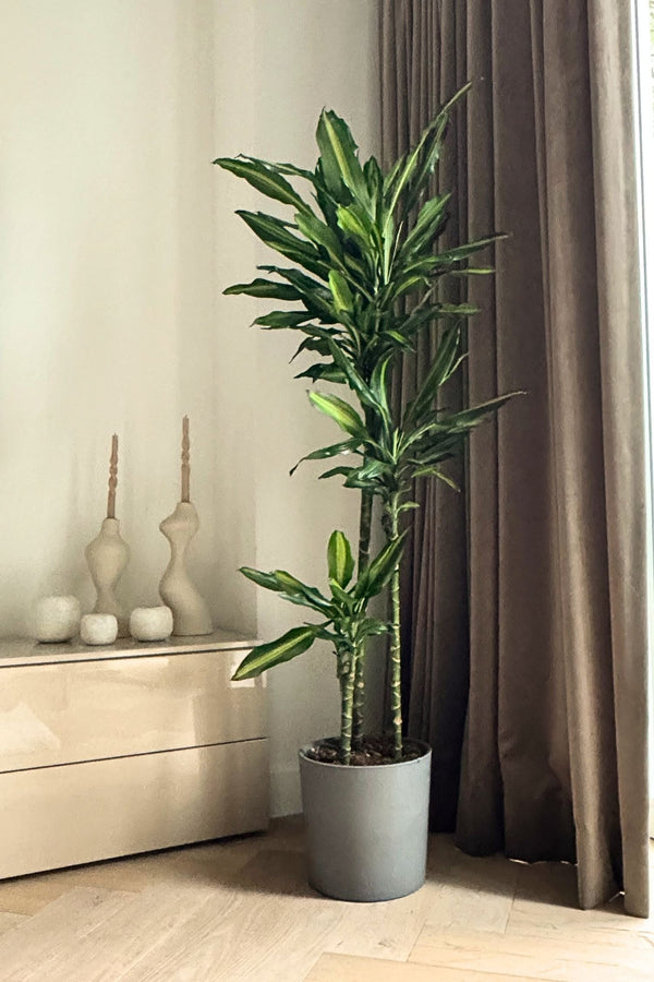 Dracaena Cintho Xxl – Plante D’Intérieur