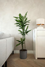 Dracaena Cintho Xxl – Plante D’Intérieur