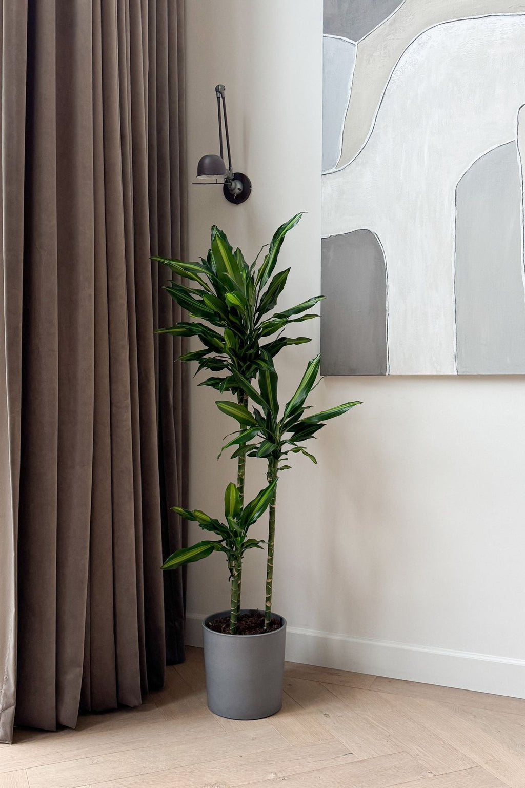 Dracaena Cintho Xxl – Plante D’Intérieur