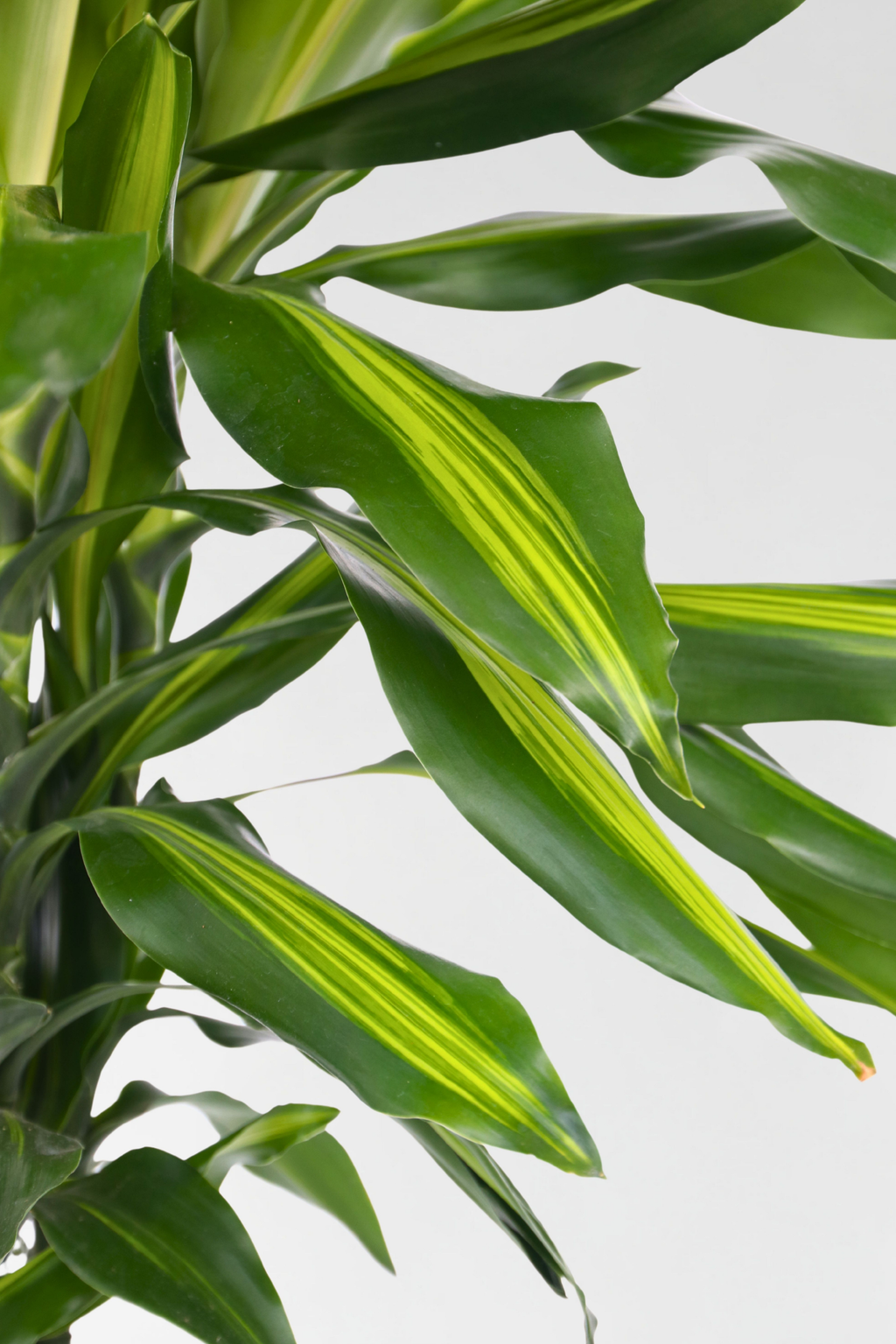 Dracaena Cintho Xxl – Plante D’Intérieur