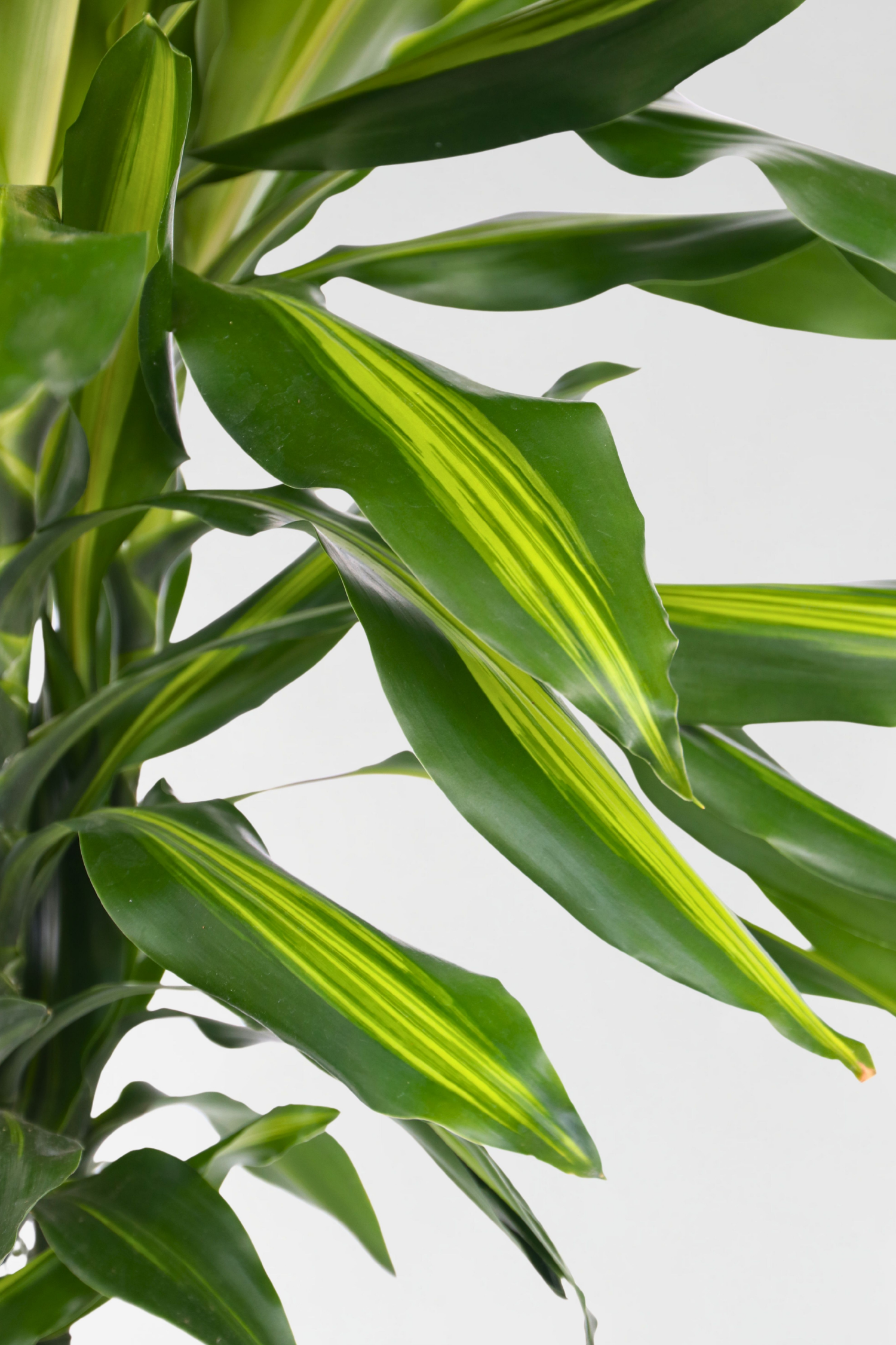 Dracaena Cintho Xxl – Plante D’Intérieur