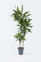 Dracaena Cintho Xxl – Plante D’Intérieur