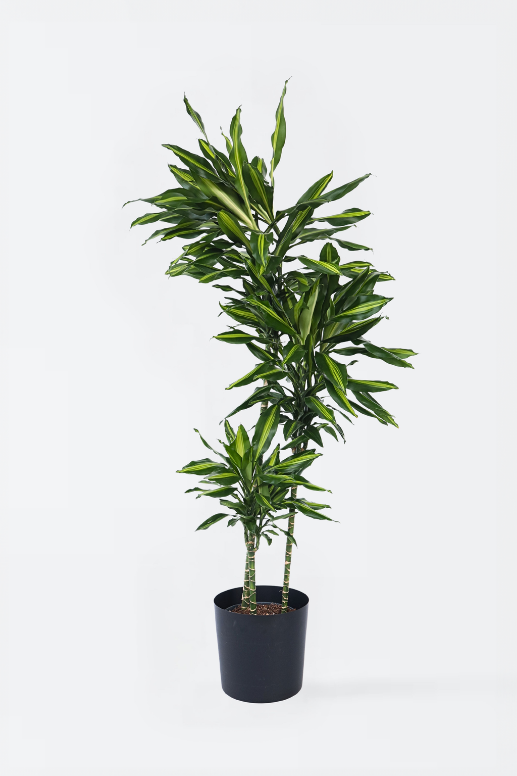 Dracaena Cintho Xxl – Plante D’Intérieur