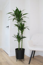 Dracaena Janet Craig Xxl – Plante D’Intérieur