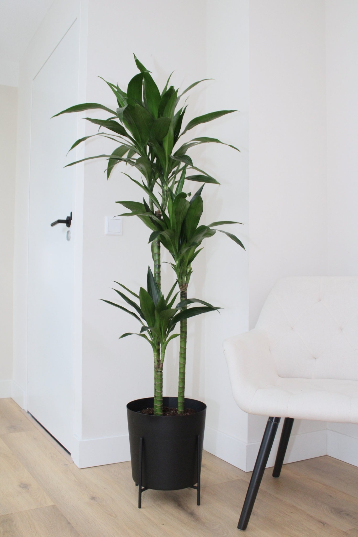 Dracaena Janet Craig Xxl – Plante D’Intérieur