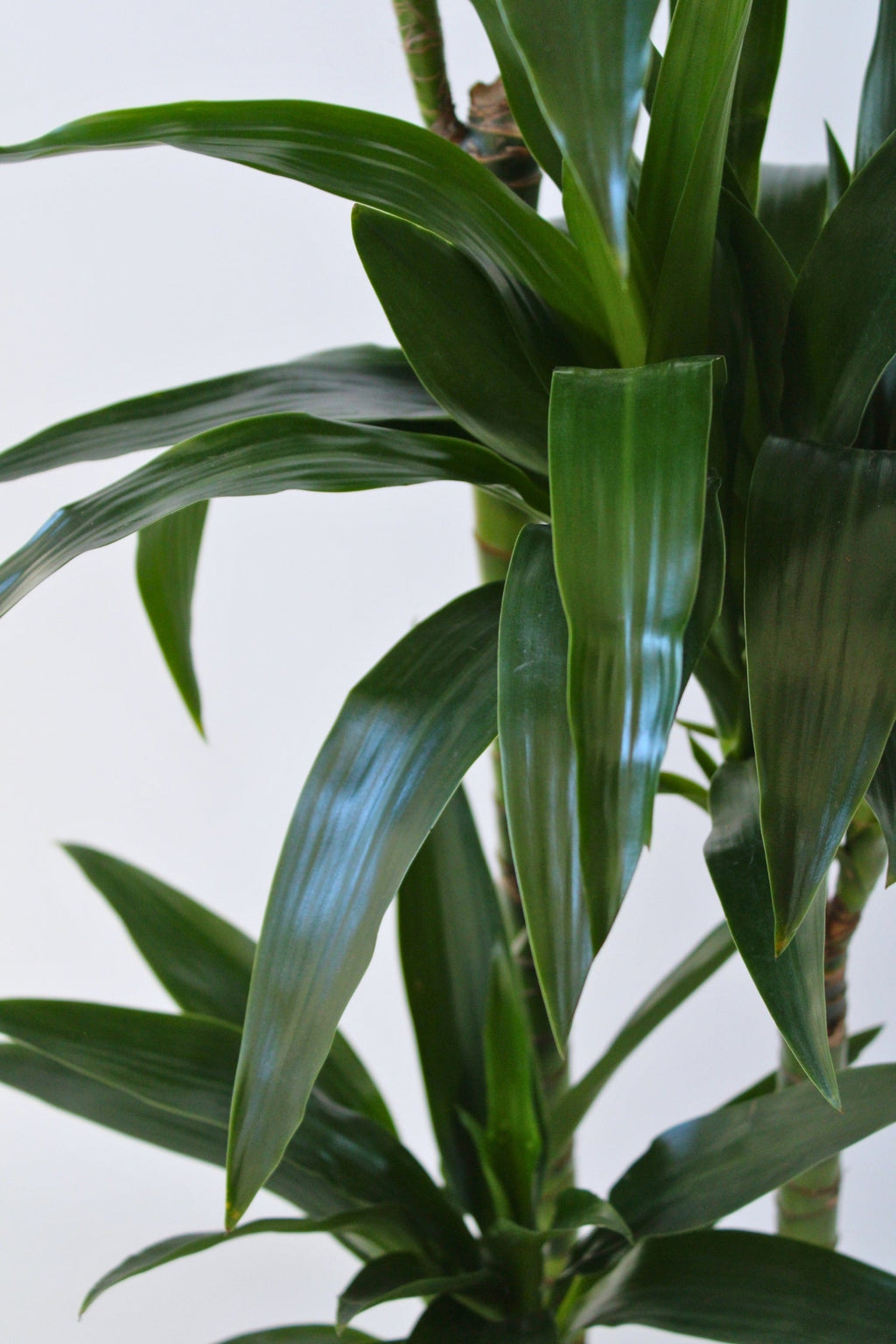 Dracaena Janet Craig Xxl – Plante D’Intérieur