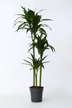 Dracaena Janet Craig Xxl – Plante D’Intérieur