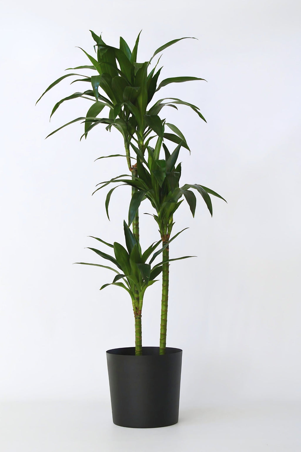 Dracaena Janet Craig Xxl – Plante D’Intérieur
