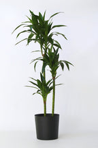 Dracaena Janet Craig Xxl – Plante D’Intérieur