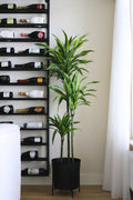 Dracaena Lemon Lime Xxl – Plante D’Intérieur
