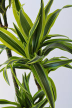 Dracaena Lemon Lime Xxl – Plante D’Intérieur