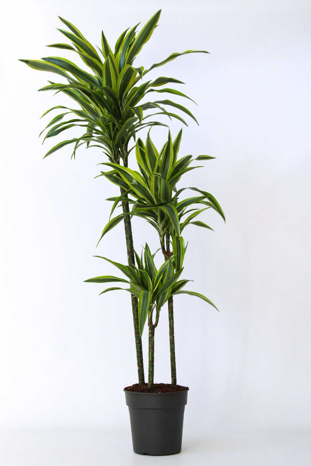 Dracaena Lemon Lime Xxl – Plante D’Intérieur