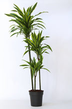 Dracaena Lemon Lime Xxl – Plante D’Intérieur