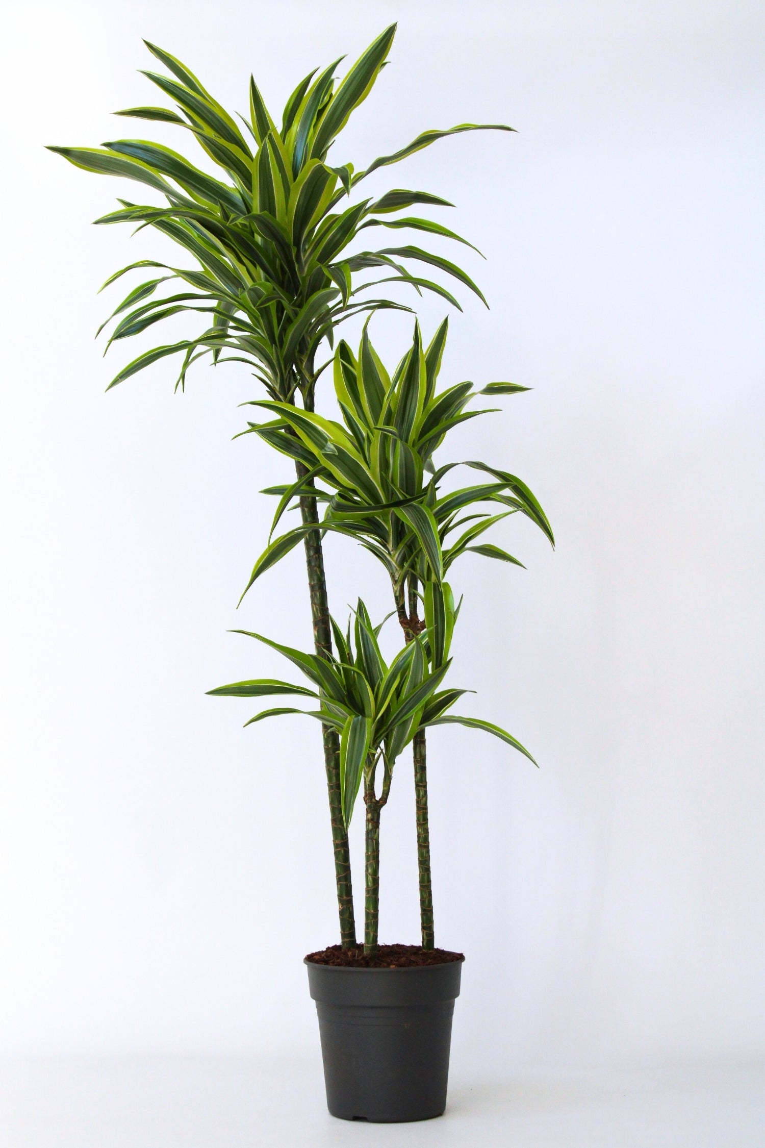 Dracaena Lemon Lime Xxl – Plante D’Intérieur