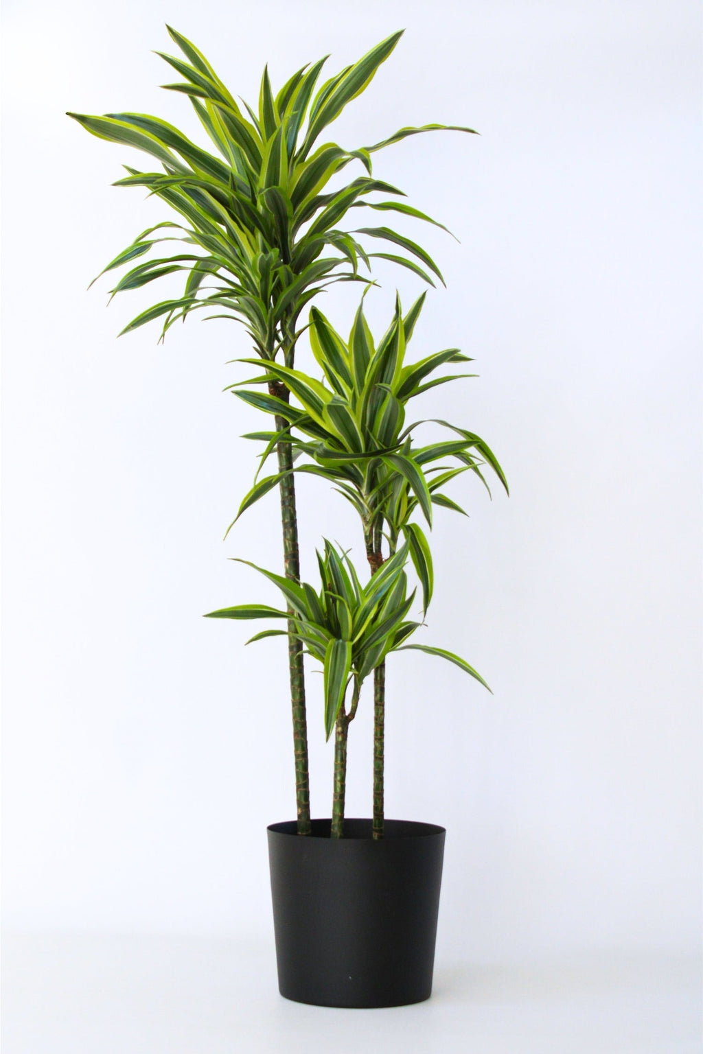 Dracaena Lemon Lime Xxl – Plante D’Intérieur