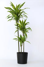 Dracaena Lemon Lime Xxl – Plante D’Intérieur