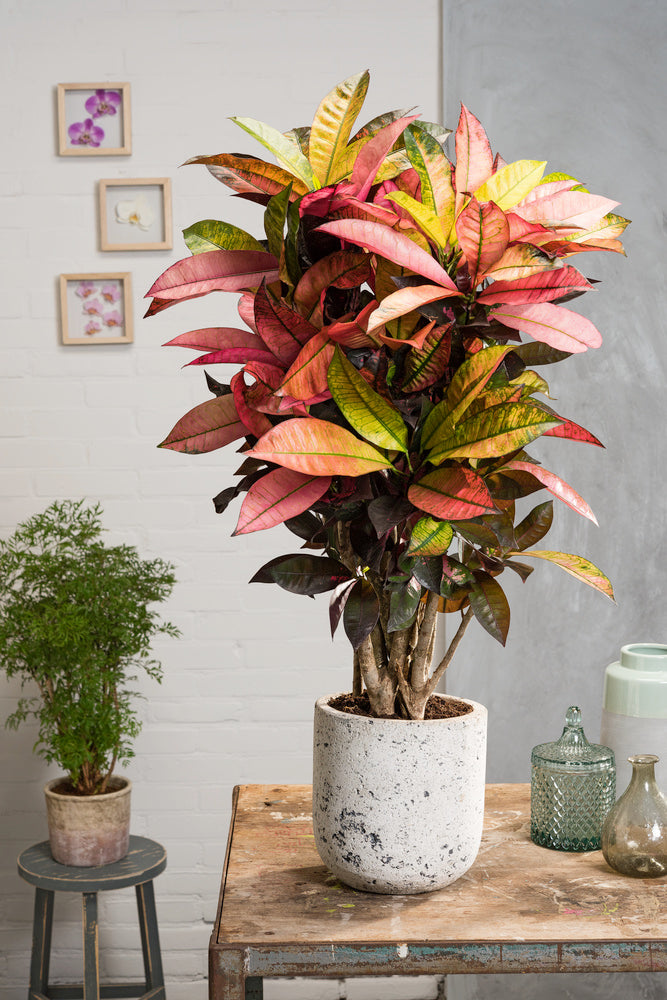 Codiaeum Iceton Xxl – Plante D’Intérieur