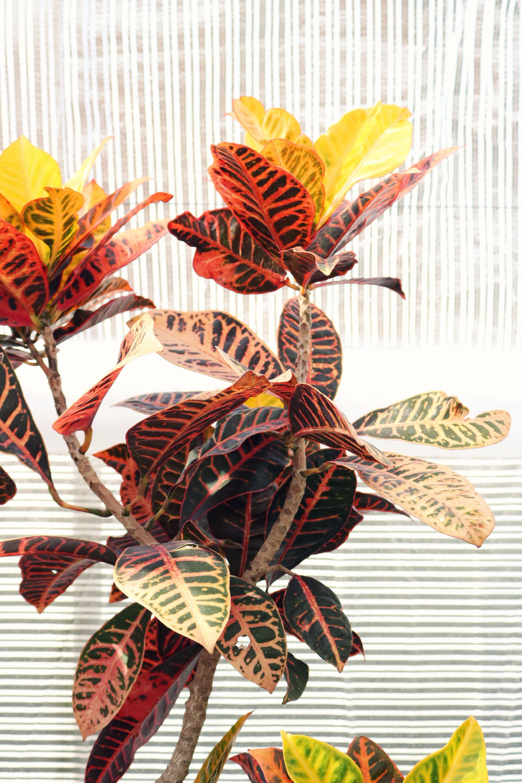 Codiaeum Iceton Xxl – Plante D’Intérieur