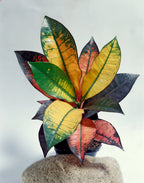 Codiaeum Iceton Xxl – Plante D’Intérieur