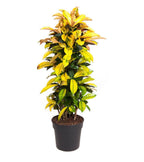 Codiaeum Iceton Xxl – Plante D’Intérieur