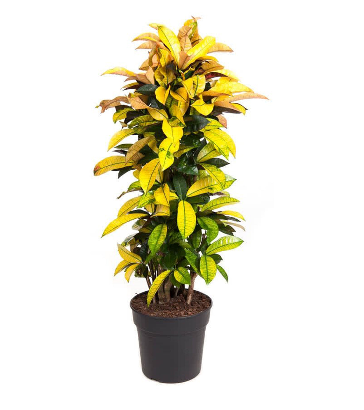 Codiaeum Iceton Xxl – Plante D’Intérieur