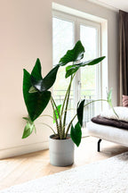 Alocasia Zebrina Xxl – Plante D’Intérieur