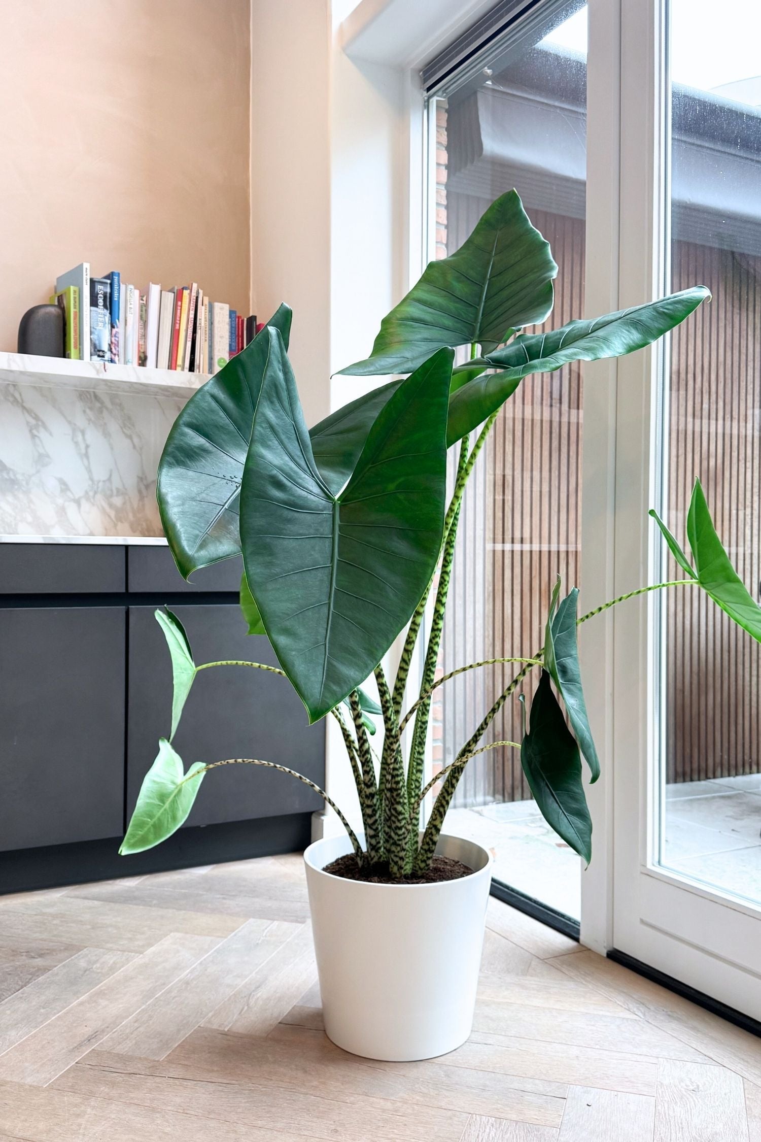 Alocasia Zebrina Xxl – Plante D’Intérieur