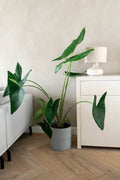 Alocasia Zebrina Xxl – Plante D’Intérieur