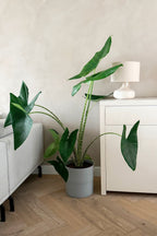 Alocasia Zebrina Xxl – Plante D’Intérieur