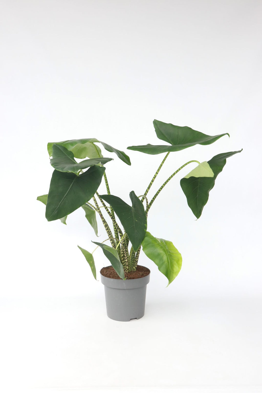 Alocasia Zebrina Xxl – Plante D’Intérieur