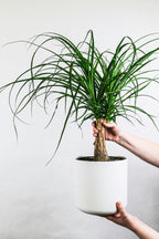 Beaucarnea Xxl « Pied D’Éléphant » – Plante D’Intérieur