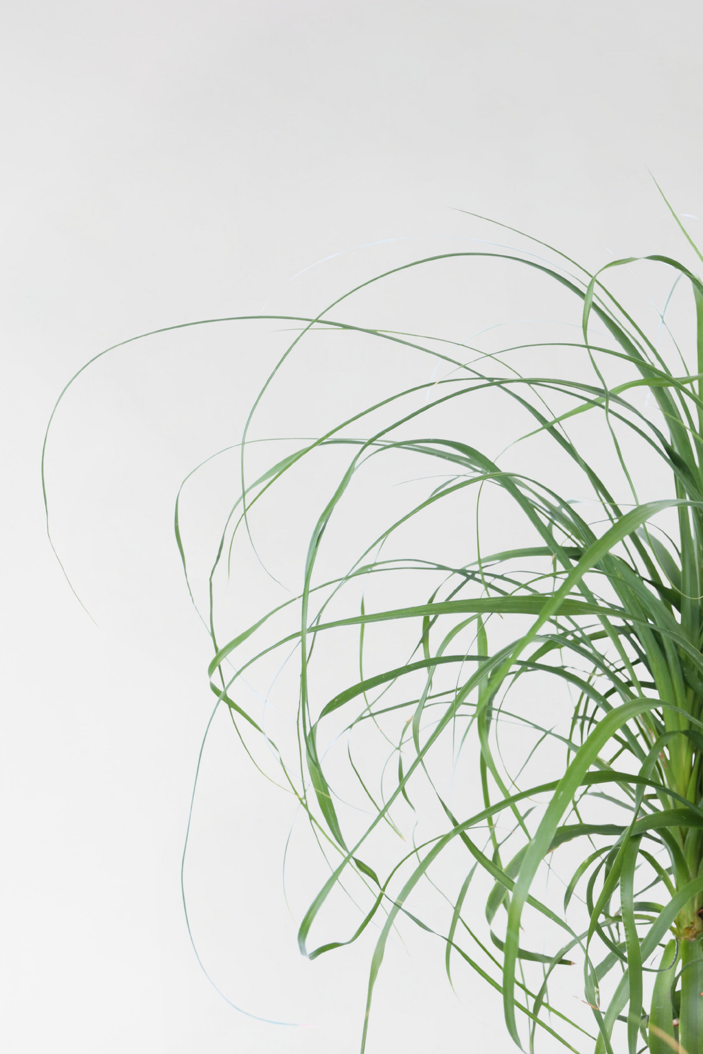 Beaucarnea Xxl « Pied D’Éléphant » – Plante D’Intérieur