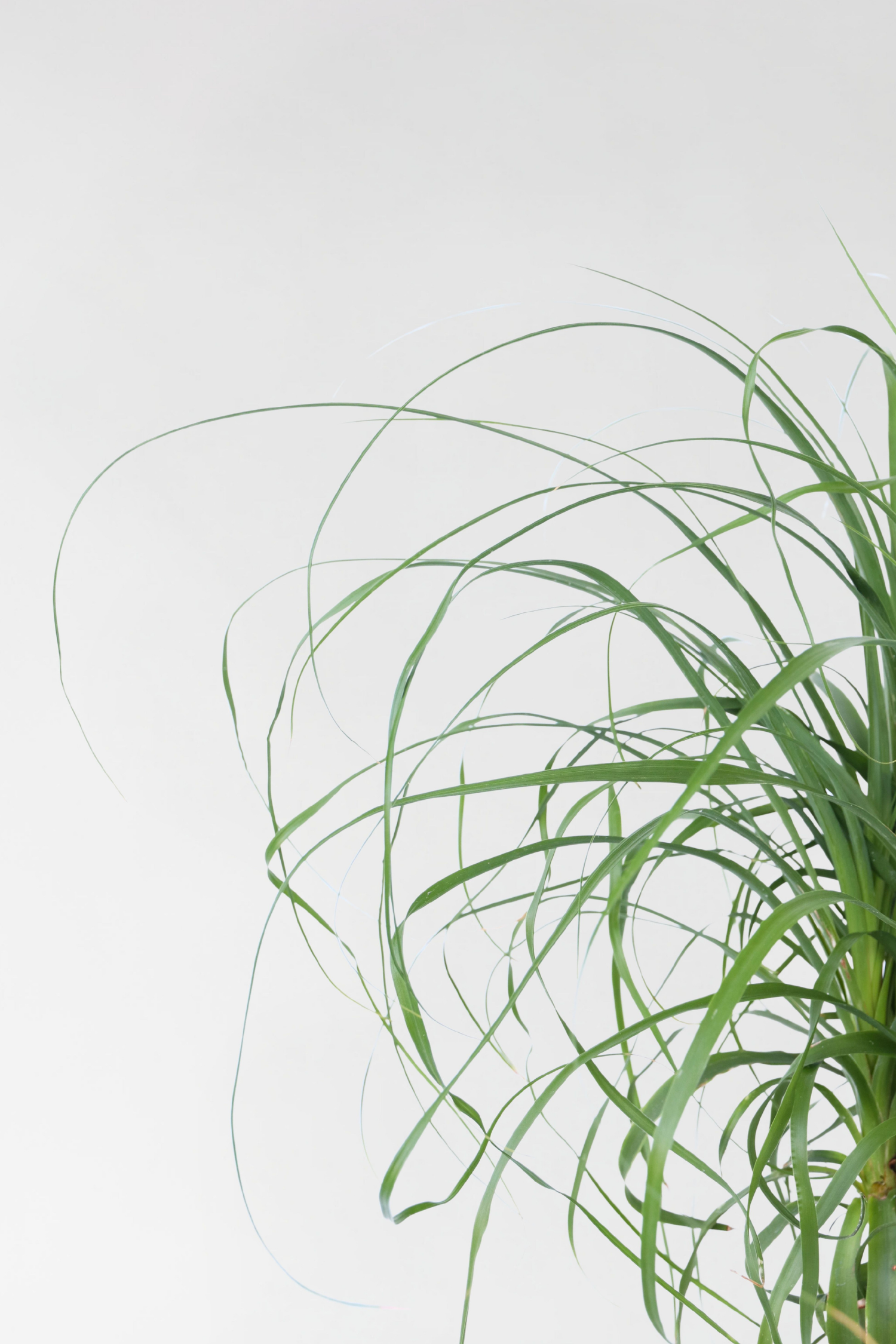Beaucarnea Xxl « Pied D’Éléphant » – Plante D’Intérieur