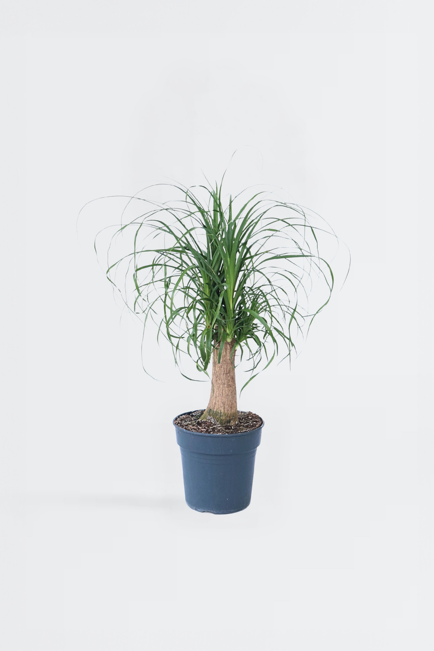 Beaucarnea Xxl « Pied D’Éléphant » – Plante D’Intérieur