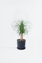 Beaucarnea Xxl « Pied D’Éléphant » – Plante D’Intérieur