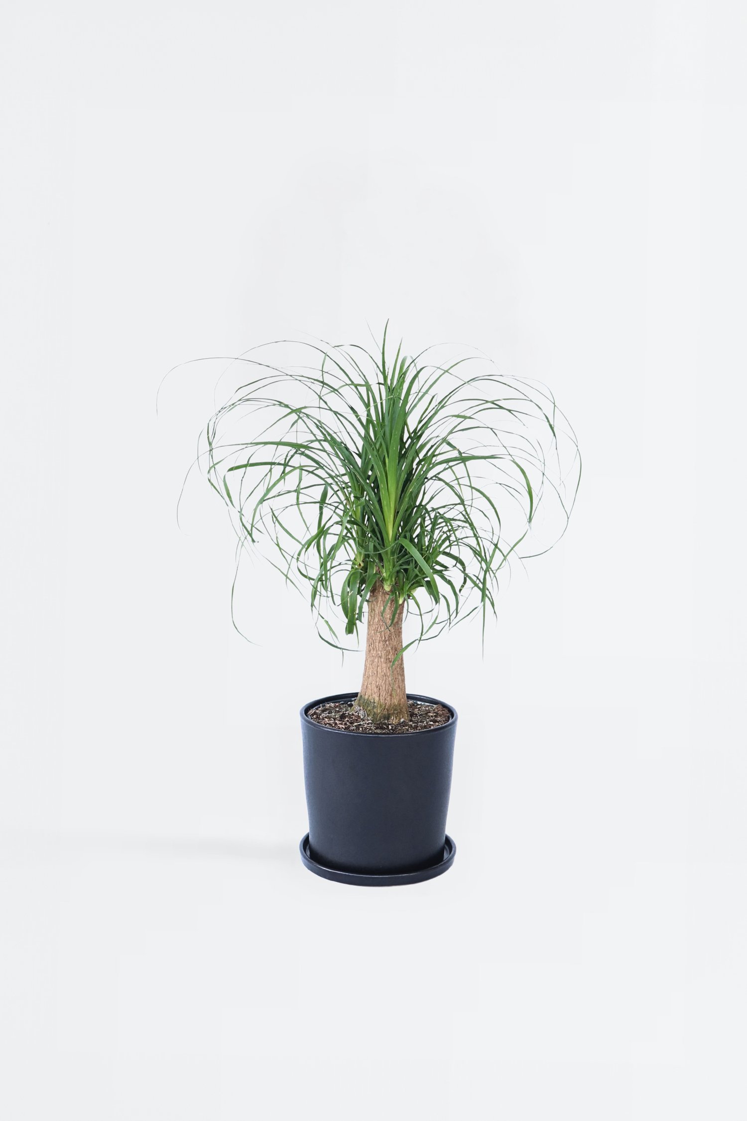 Beaucarnea Xxl « Pied D’Éléphant » – Plante D’Intérieur