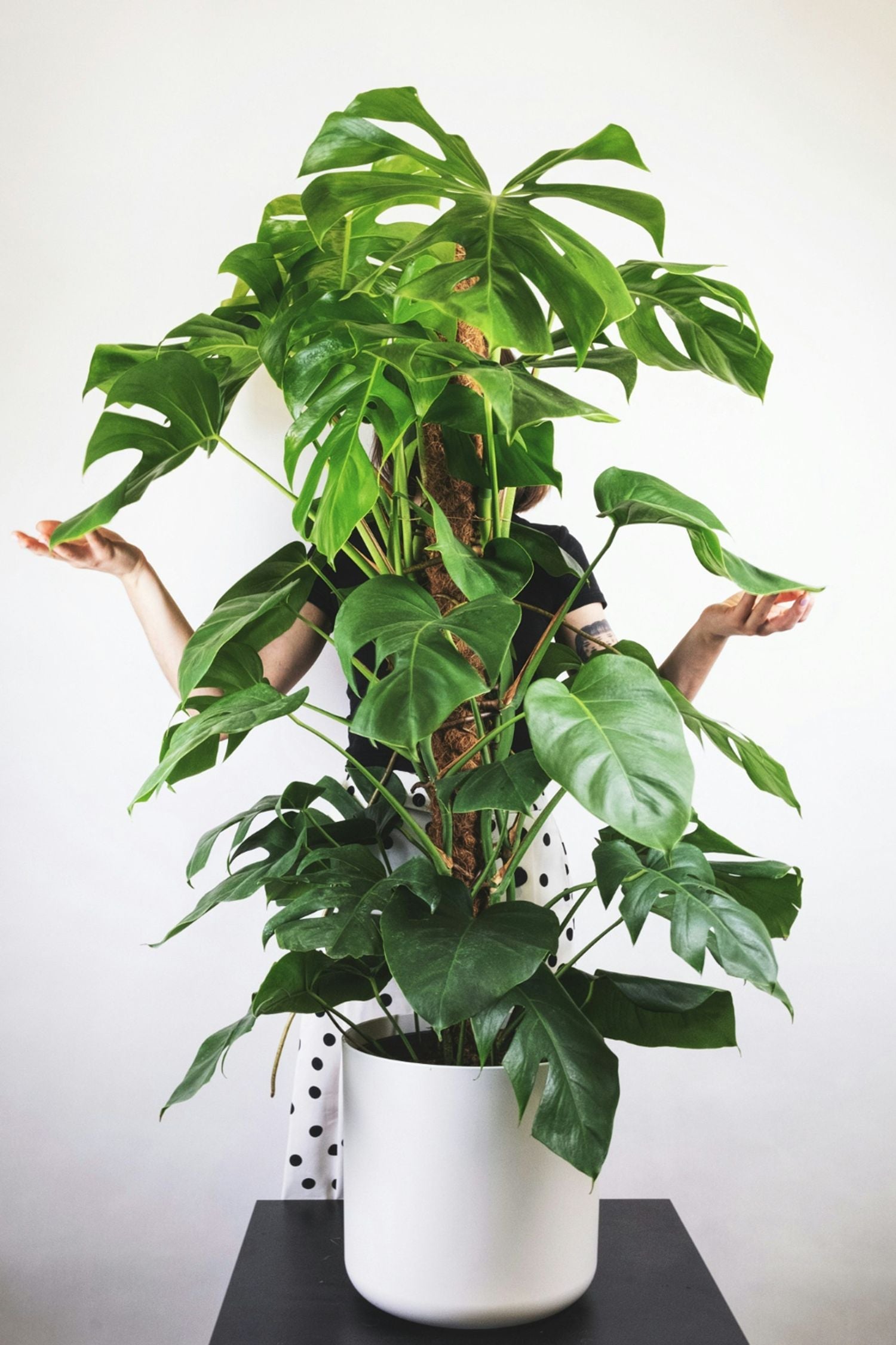 Monstera Deliciosa Xxl Avec Tuteur – Plante D’Intérieur