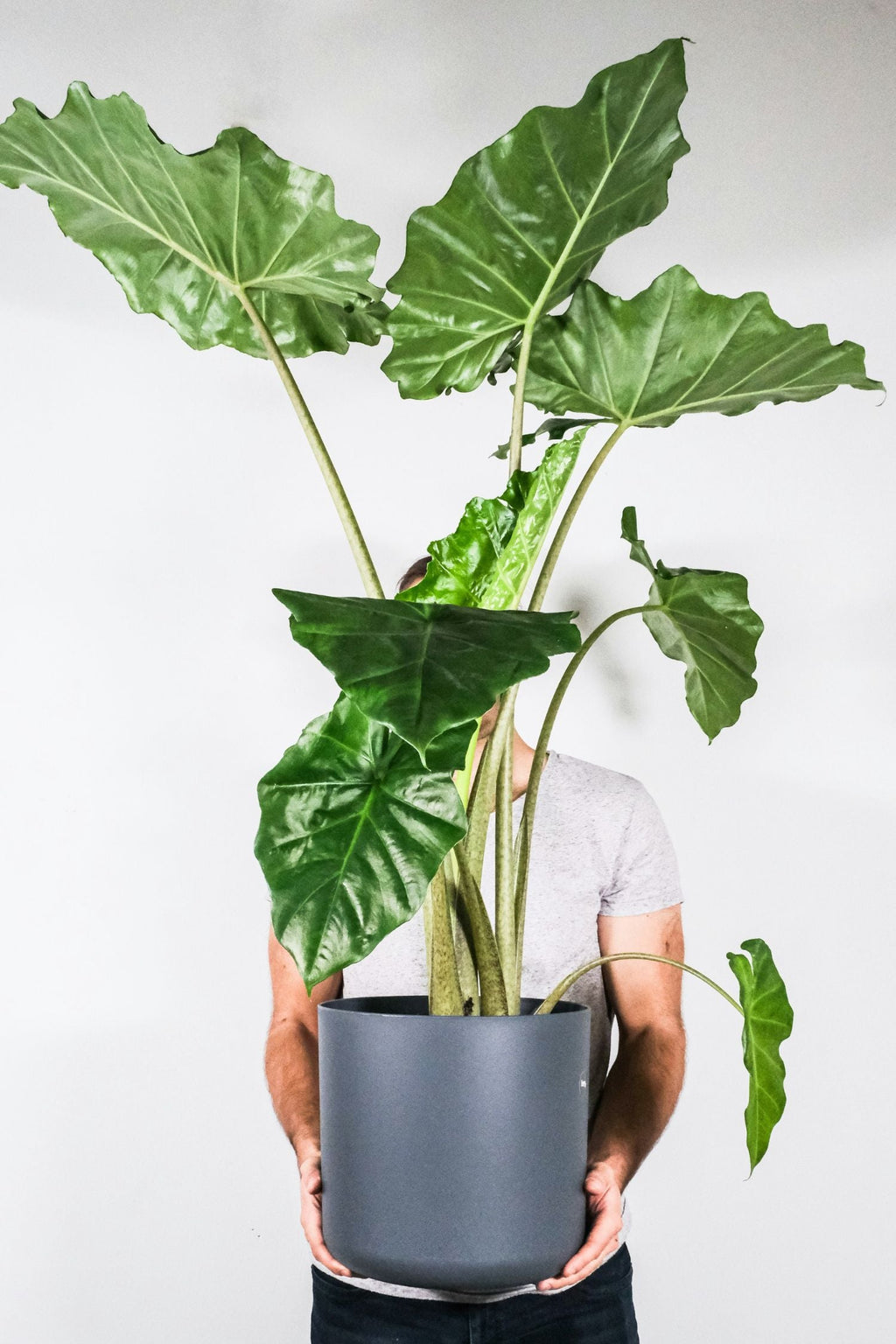 Alocasia Portodora Xxl – Plante D’Intérieur
