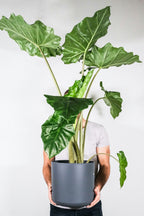 Alocasia Portodora Xxl – Plante D’Intérieur