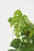 Monstera Deliciosa Xxl Avec Tuteur – Plante D’Intérieur