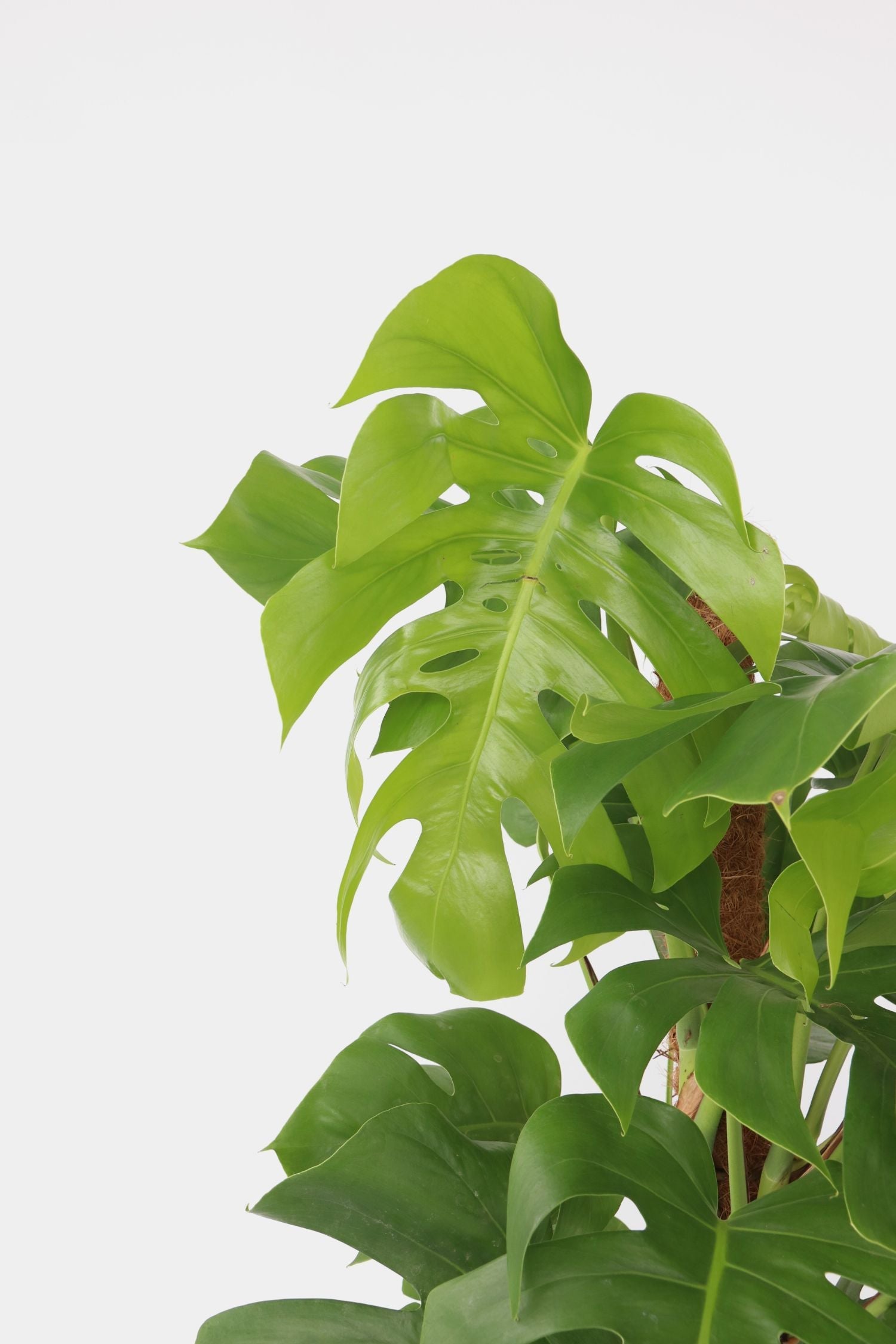 Monstera Deliciosa Xxl Avec Tuteur – Plante D’Intérieur