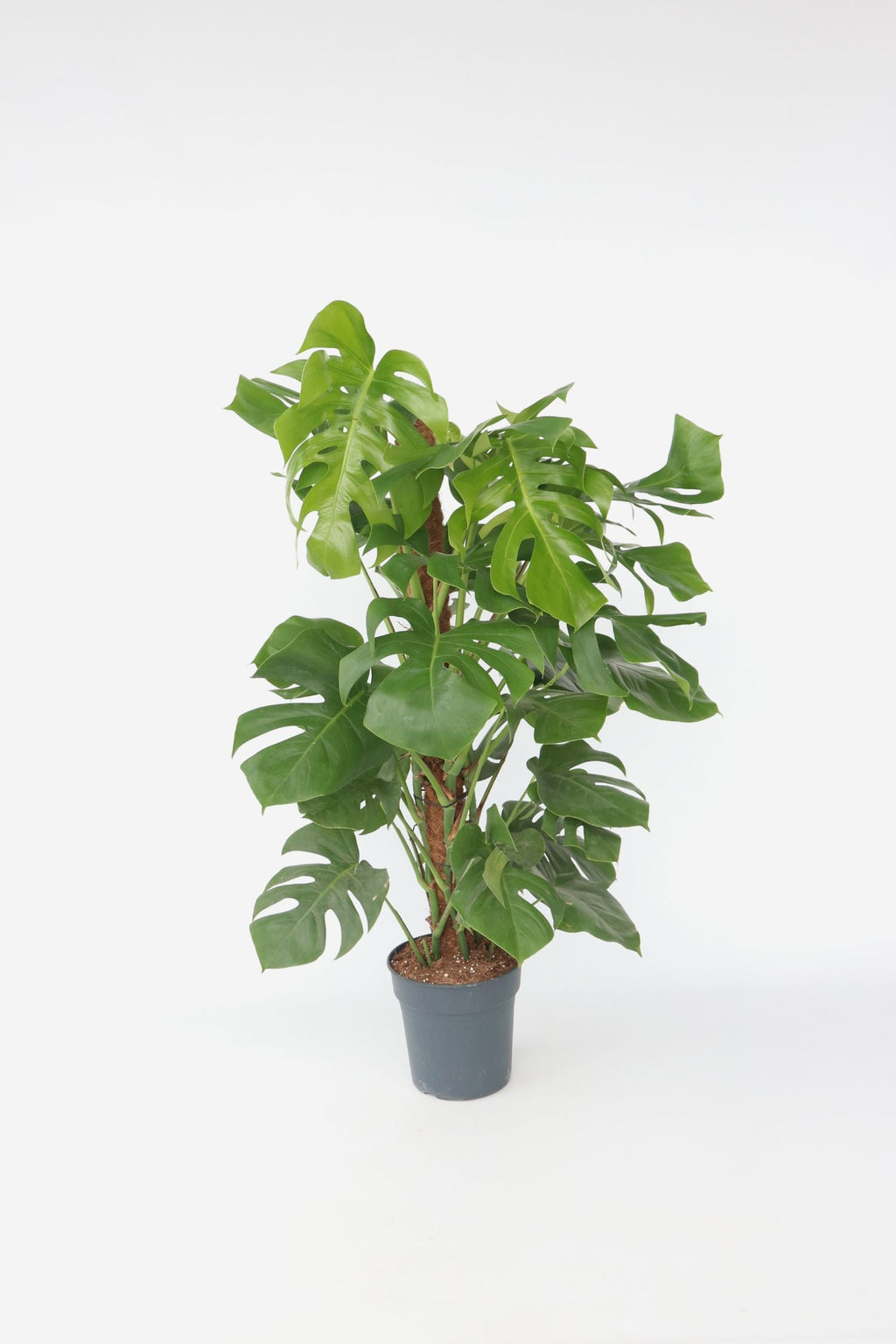 Monstera Deliciosa Xxl Avec Tuteur – Plante D’Intérieur